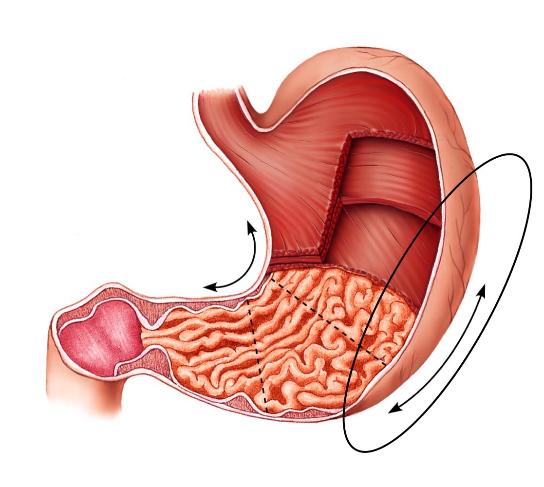 knowt flashcard image