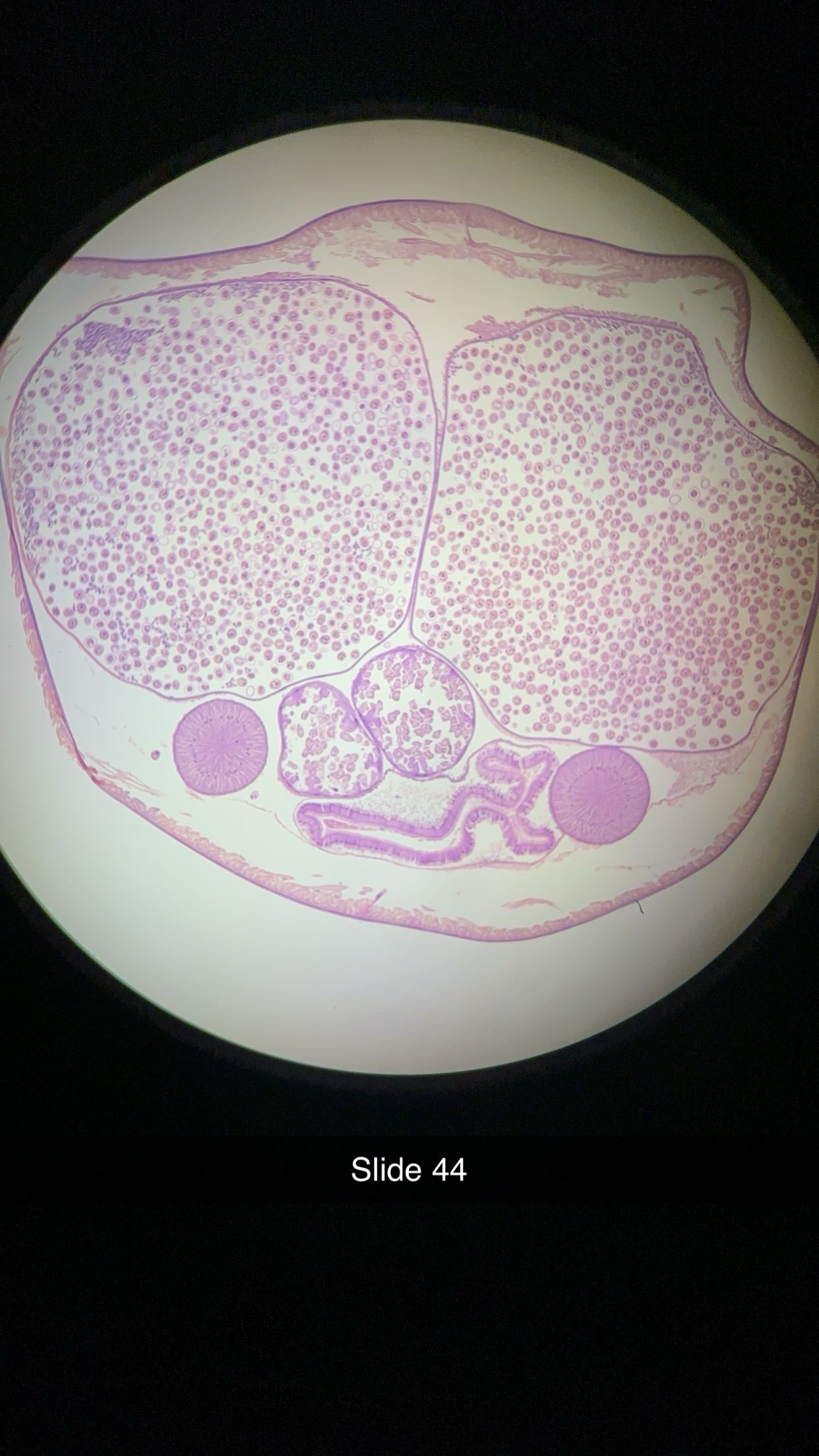 <p>genus, phylum, sex </p>