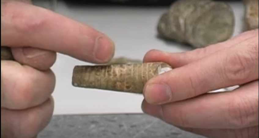 <p>what is this a fossil of?</p>