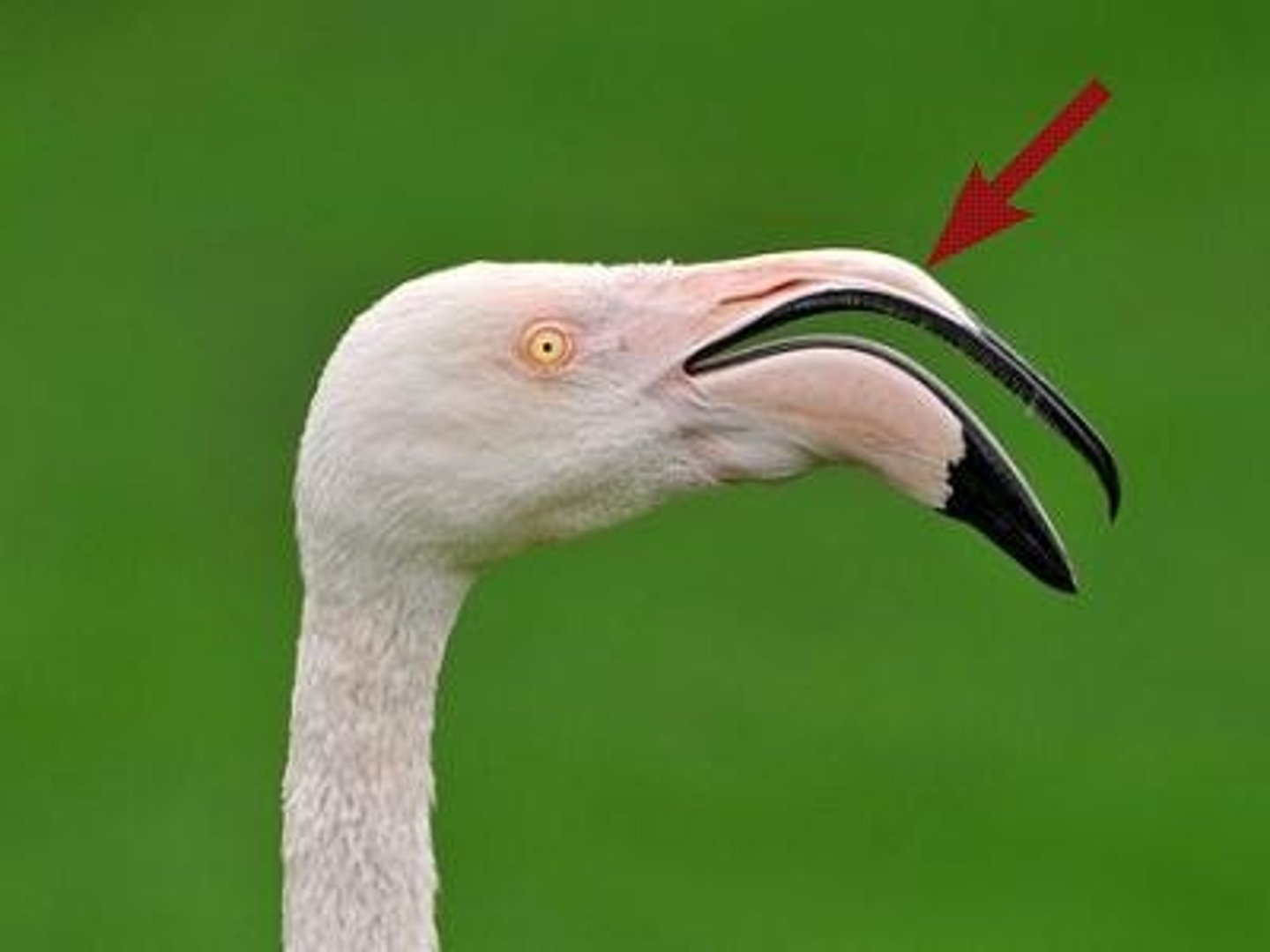 <p>a drafted law that has not yet been passed by parliament.</p>