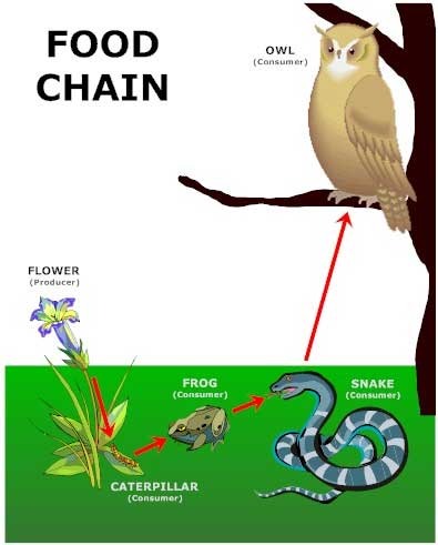 The sequence of consumption from producers through tertiary consumers