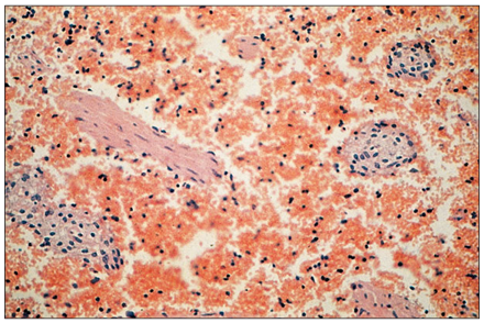 <p>name of histologic slide:</p><p>Specie:</p><p>Stain Used:</p>