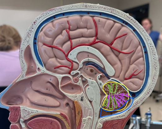 <p>What is the blue circle indicating on the human brain?</p>
