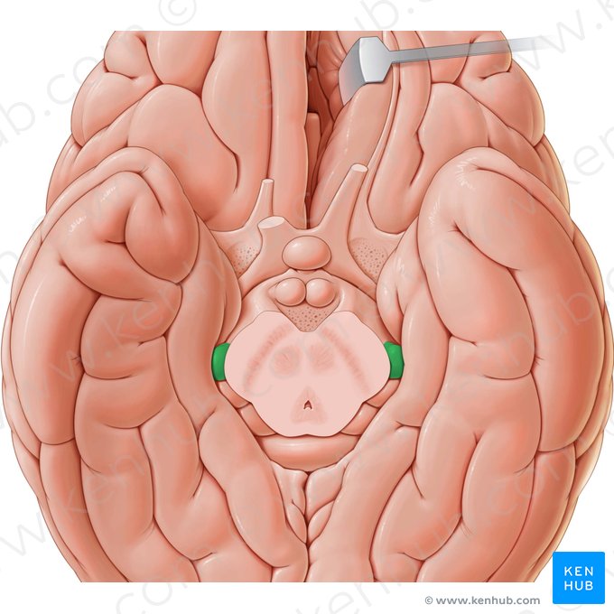 <p>Laterale geniculate nucleus</p>
