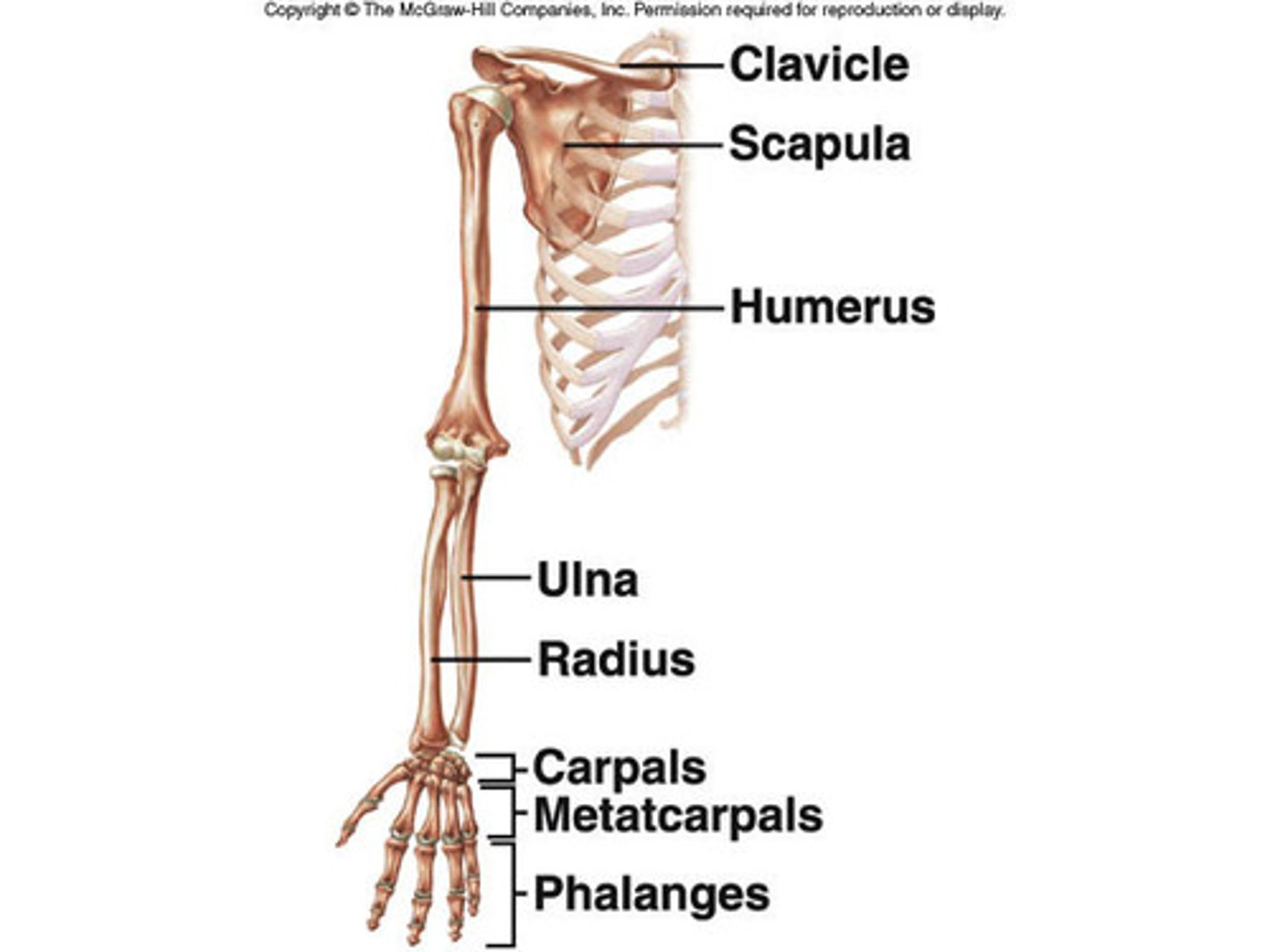 <p>Shoulder</p><p>Arm</p><p>Forearm</p><p>Hand</p>