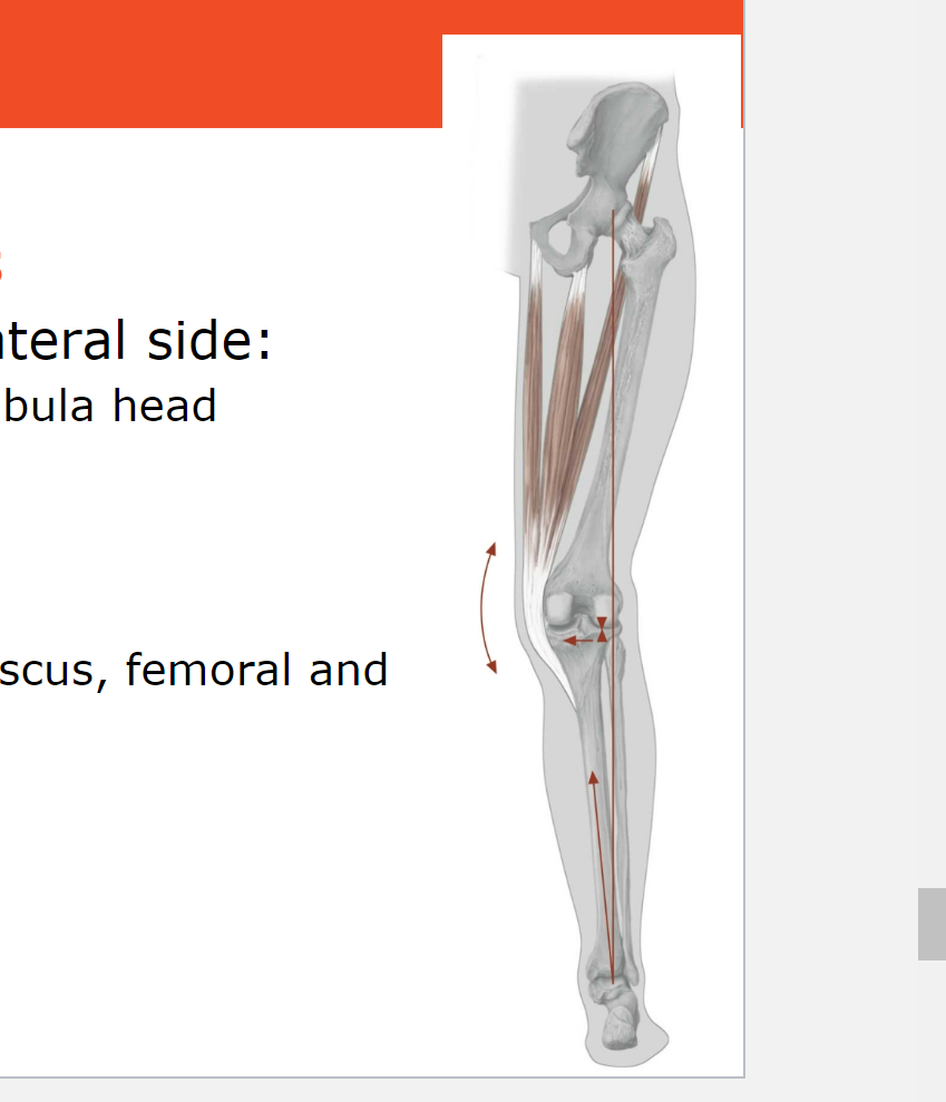 <ul><li><p>Details:</p><ul><li><p>Deviation of the mechanical axis to the lateral side.</p></li><li><p>Path: Through the lateral femoral condyle and the fibula head.</p></li><li><p>Often associated with decreased femoral neck angle (coxa vara).</p></li></ul></li><li><p>Consequence:</p><ul><li><p>Abnormal, increased pressure on lateral meniscus, femoral and tibial condyles.</p></li><li><p>Stretching of the medial collateral ligament.</p></li><li><p>Resulting in genu valgum or knock knee.</p></li></ul></li></ul>