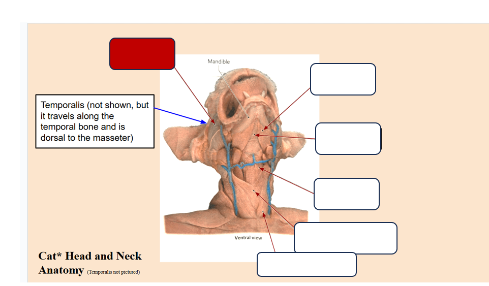 <p>Label the muscle</p>
