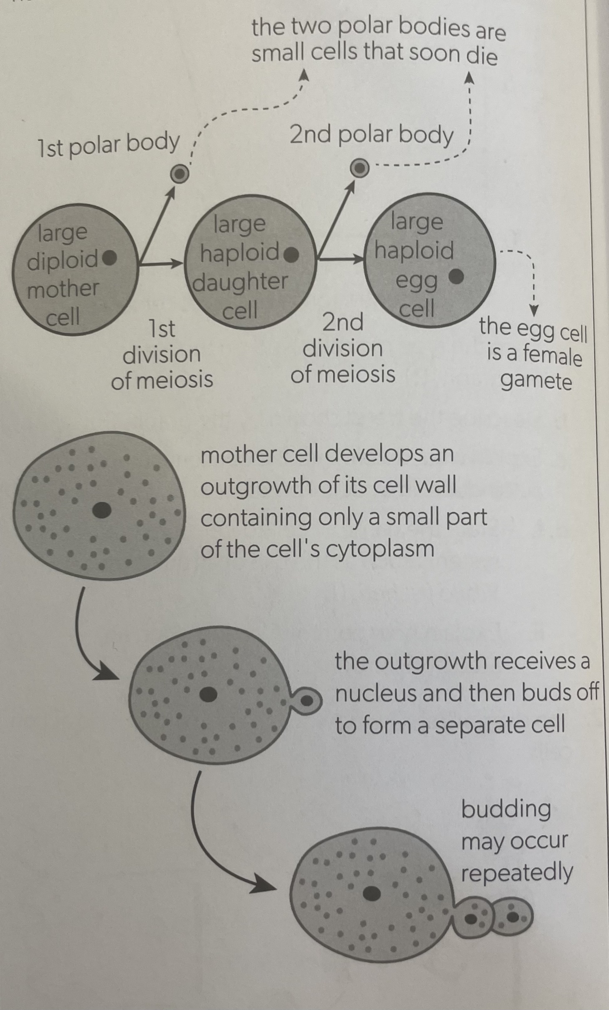 <ul><li><p>Cytoplasm of the mother cell is divided into equal halves</p></li><li><p>Unequal division results in small cells that can grow and further divide with a nucleus</p></li><li><p>Examples are oogenesis (egg production) in humans, or budding in yeast</p></li></ul><p></p>