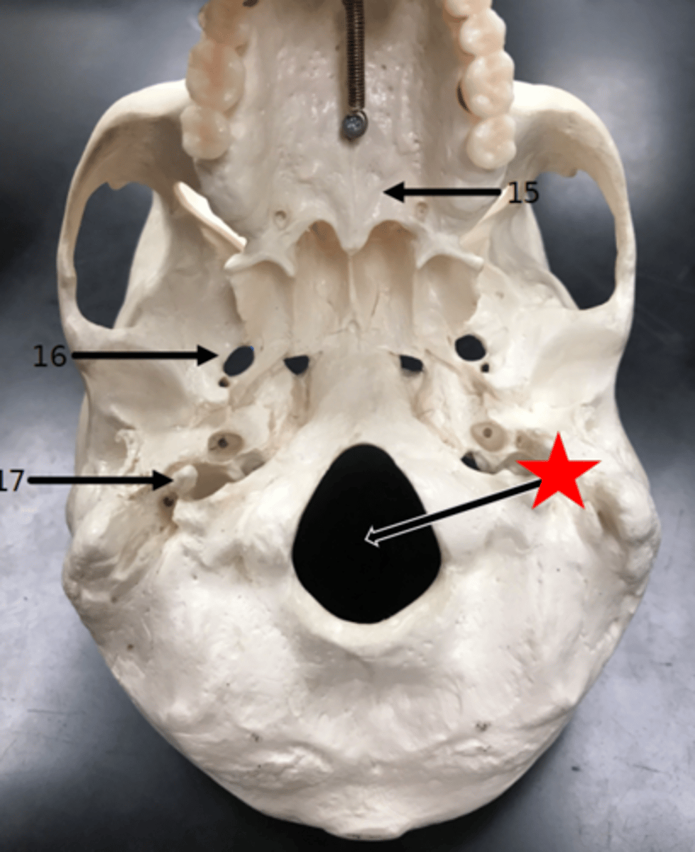 <p>Name the starred region in the image.</p>