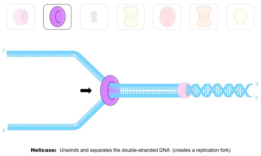 <p><strong>Helicase</strong> “unzips” the DNA by breaking the hydrogen bonds between base pairs at specific regions (origins of replication), creating a<strong> replication fork</strong> of two strands running in antiparallel directions.</p><p>Helicase moves in both directions in a <strong>replication bubble</strong></p>