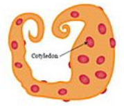 <p>cotyledonary</p>