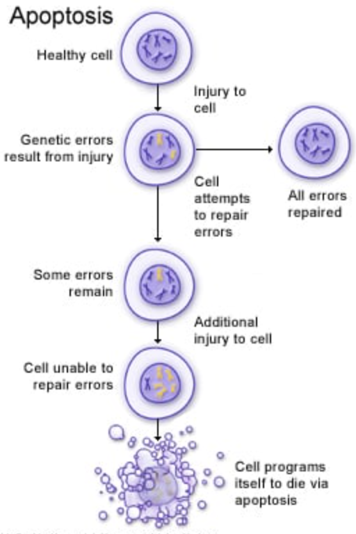 <p>Programmed cell division. May be used to prevent cancer (cell division of a damaged cell).</p>