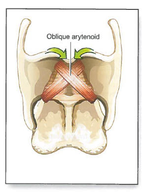<p>Interaryteniod <strong>oblique</strong> muscle (IA) function:</p>