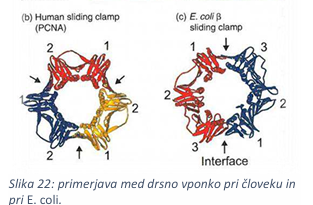 <ul><li><p>prokariontska (beta): dimer, vsaka podenota 3 domene → oblika zvezde</p></li><li><p>evkariontska (PCNA): trimer, vsaka podenota 2 domeni → also oblika zvezde</p></li></ul><p></p>