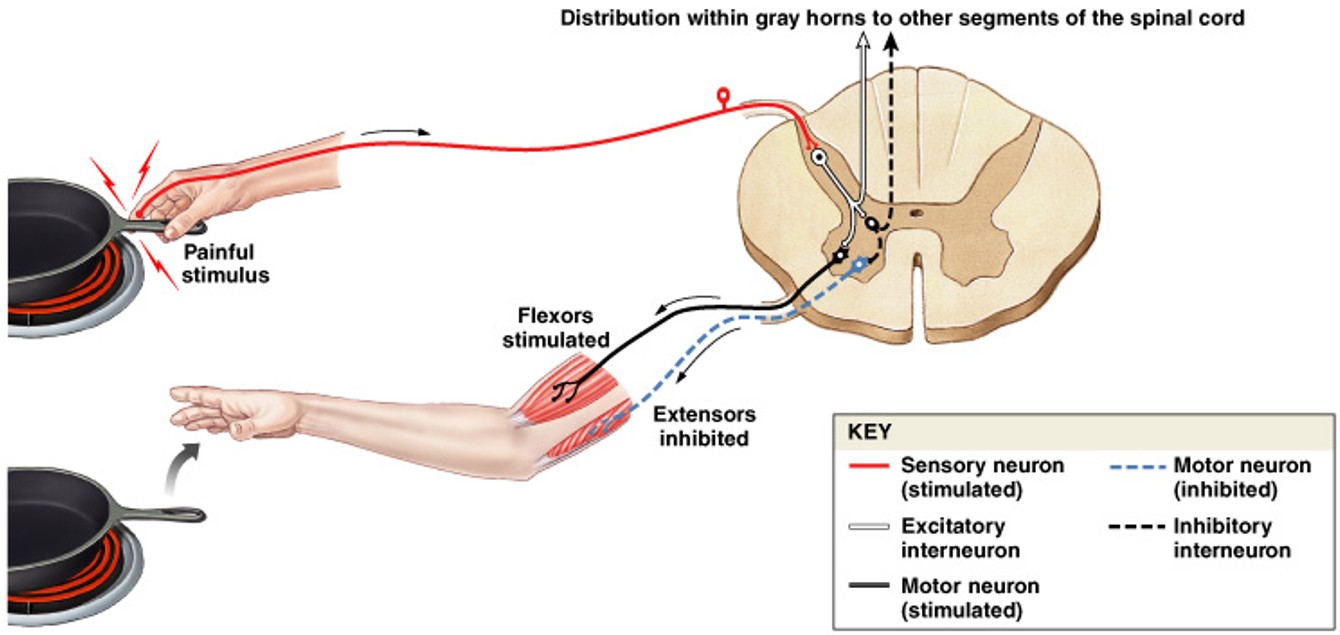 <p>What is this the function of:</p><ul><li><p>The stretch reflex of antagonistic (extensor) muscle must be inhibited (reciprocal inhibition) by interneurons in spinal cord</p></li></ul><p></p>