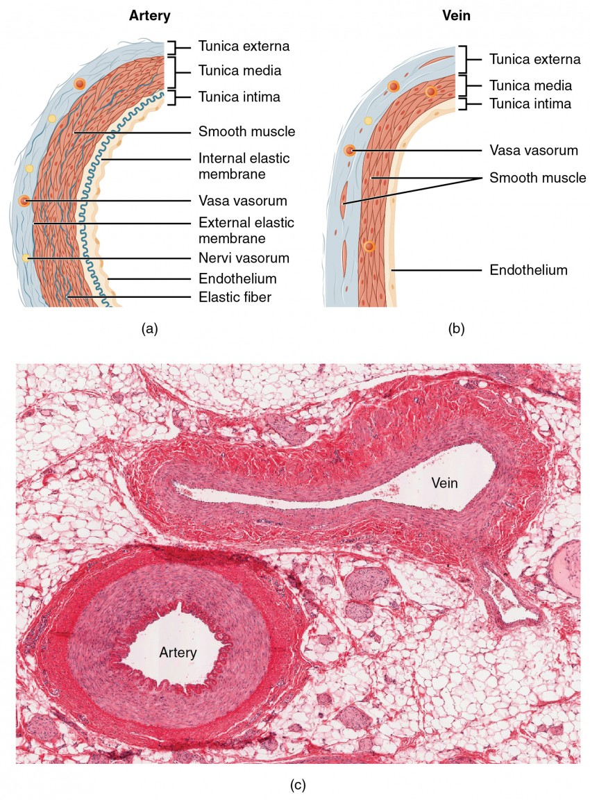 <p>Arteries have thicker walls, a narrower lumen, and tend to be more circular.</p><p>Veins have much thinner walls, a relatively wider lumen, and may be more “squished” (not as perfectly circular).</p><p><img src="https://lh7-us.googleusercontent.com/1iI1yEOTIPz2XqHu8m-LqpKpWam1pTBLoIi-uG4rH7I1zqcVdo6SnKgJ43rstMb9zpi6nzEWnCy23C6WELPQl6oGIFvmtqgPS4w9JsvNrY-TfsL2YEXXtP4sTNsQDLprYfD_tOIh_PapfLMzUzXJivQ" width="279" height="197"></p>