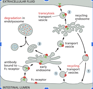 <ol><li><p>Back to where it came from</p></li><li><p><em><u>Transcytosis:</u></em> delivered to another part of the plasma membrane</p></li><li><p>Degradation in the endolysome</p></li></ol><p></p>