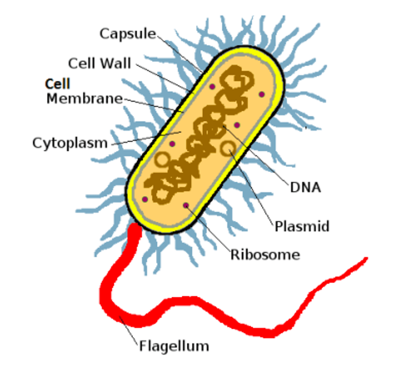 knowt flashcard image