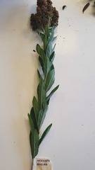 Spiraea menziesii