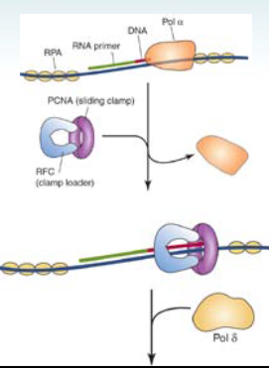 <p>- cannot start DNA replication from scratch, need alpha DNA polymerase to set a primer with a free hydroxyl</p><p>- use it 3'-5' exonuclease activity to proofread any mistake it makes during replication</p>