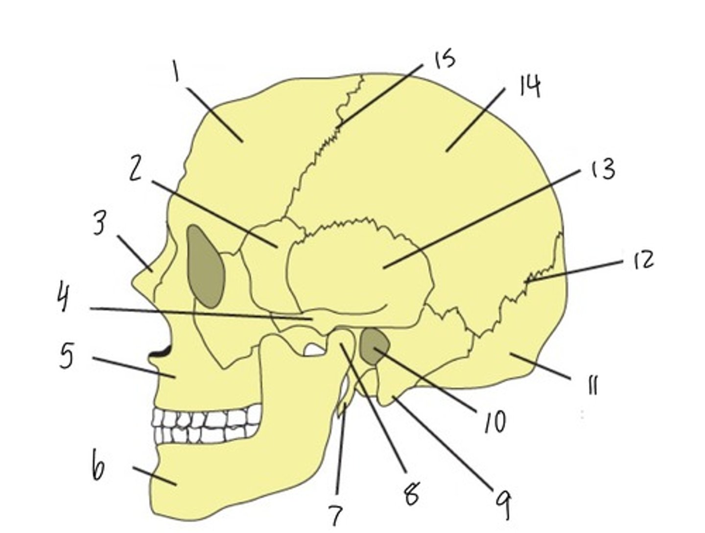 <p>7</p>