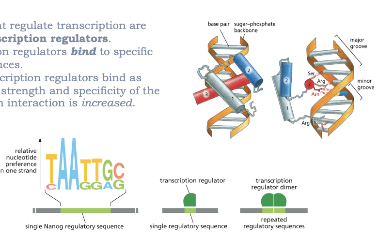<ul><li><p>TRANSCRIPTION REGULATORS!</p></li><li><p>PROTEINS THAT REGULATE TRANSCRIPTION ARE CALLED TRANSCRIPTION FACTORS </p></li><li><p>TRANSCRIPION REGULATORS BIND TO SPECIFIC DNA SEQUENCES</p></li><li><p>WHEN TRANSCRIPTION REGULATORS BIND AS DIMERS, THE STRENGTH AND SPECIFICITY OF DNA-PROTEIN INTERACTION IS INCREASED</p></li></ul><p></p>