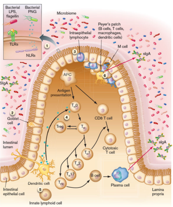 <ul><li><p>made in the intestines in large quantities</p></li><li><p>major function is to bind to bacteria microbiota and prevent it from invading the mucus layer and adhering to epithelium, without inducing inflammation (mucosal tolerance)</p></li></ul><p></p>
