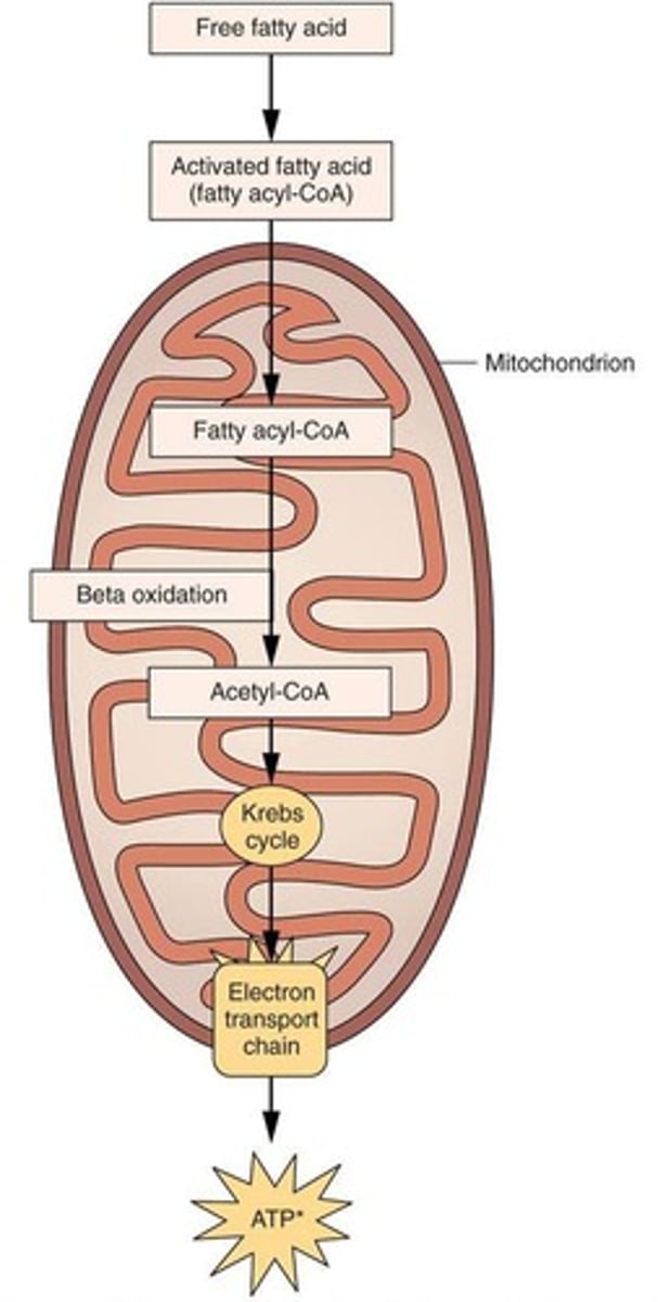 <p>The breakdown of triglycerides into fatty acids, which are then converted to acetyl-CoA for energy use.</p>