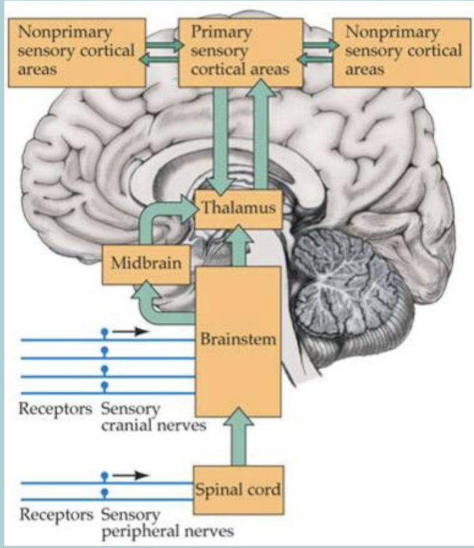 <p>Talamus:</p><ul><li><p>sends information to CORTEX</p></li><li><p><span>Specific CORTICAL regions for each sense (senses have specific pathways that stay specialized until the brain)</span> </p></li></ul><p></p>
