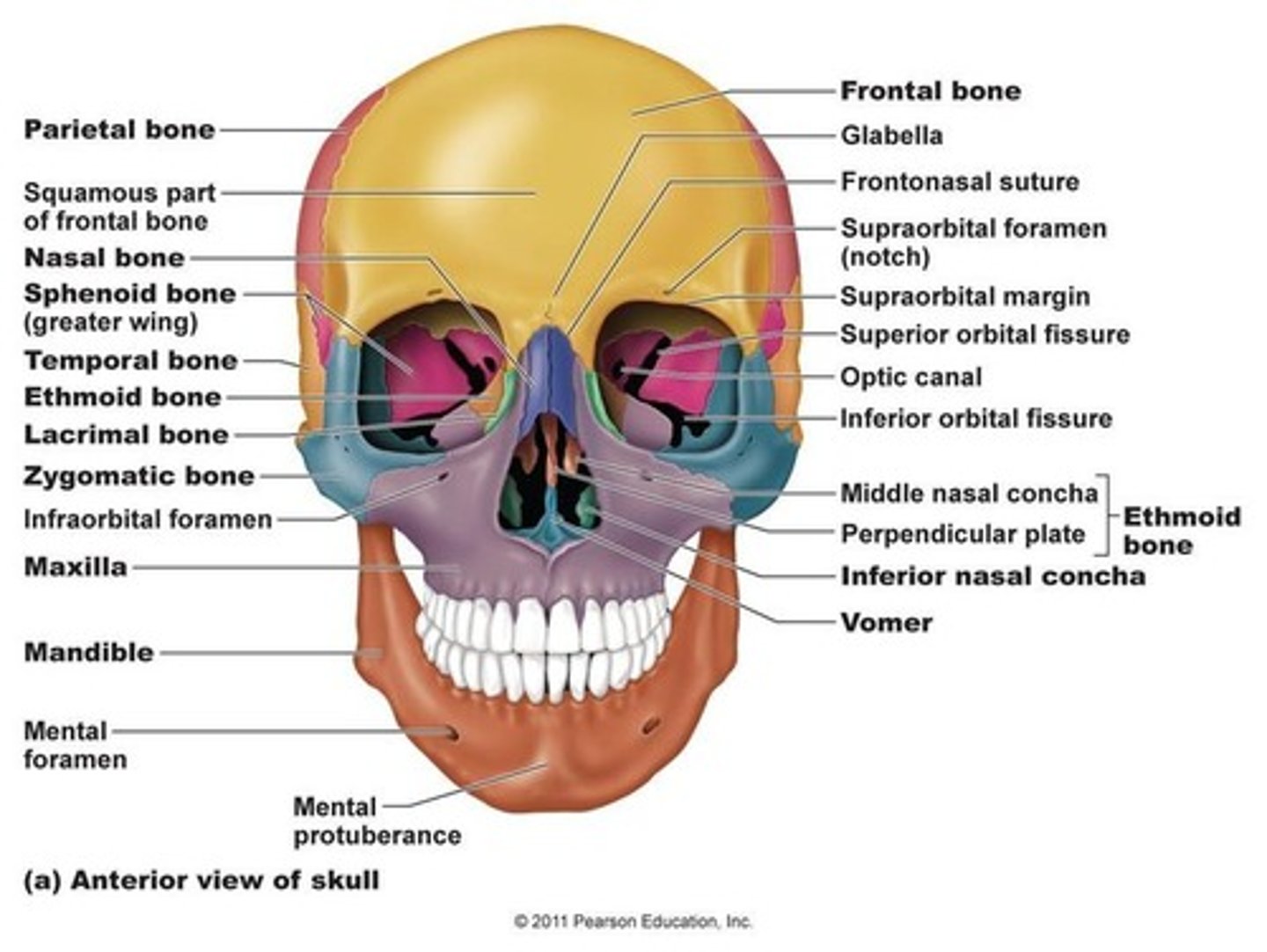 <p>-part of the axial skeleton</p><p>-composed of 22 bones total</p><p>-8 bones form cranium</p><p>-14 associated w/ face</p><p>-7 additional bones associated w/ skull</p>