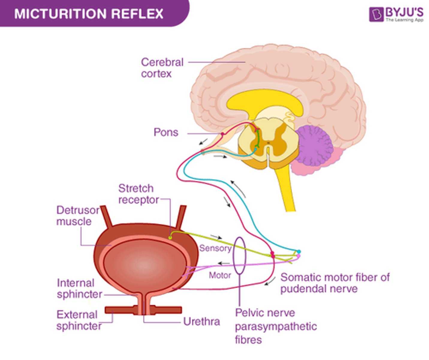 <p>Micturition Reflex</p><p>*Remember autonomic</p>