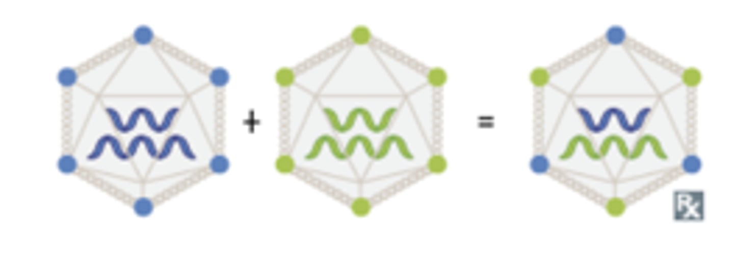 <p>the process by which two or more different strains of a virus, or strains of two or more different viruses, combine to form a new subtype having a mixture of the surface antigens of the two or more original strains.</p>