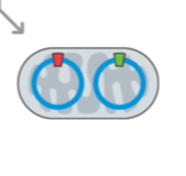 <p>= aanwezigheid van een gemengde populatie mtDNA binnen één persoon/cel</p><p>→ ontstaat door mutaties in mtDNA verschillende varianten naast elkaar bestaan</p>