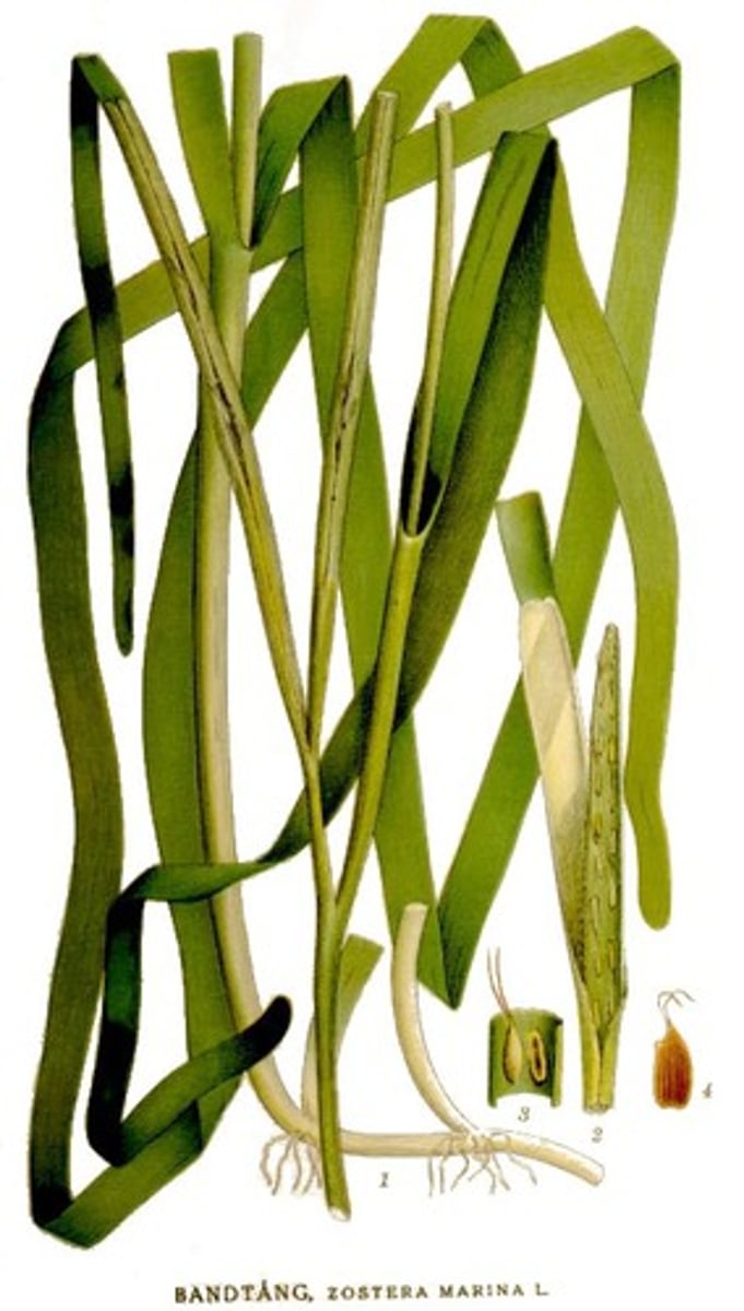 <p>Eel grass</p>