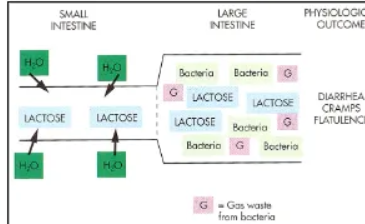 <p>milk</p><ul><li><p>large amounts of lactose (large sugar)</p></li></ul><p>enzyme lactase</p><ul><li><p>breaks lactose into glucose and galactose</p></li></ul><p>all mammalian infants</p><ul><li><p>produce large amounts of lactase (to digest milk)</p></li><li><p>lost after weaning - gene for lactase is turned off</p></li></ul><p>In adults milk causes cramps but can digest processed milk</p>