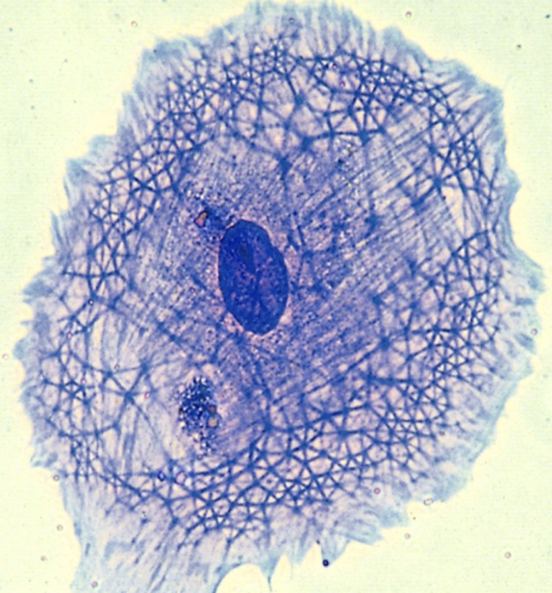 <p>- cell shape</p><p>- motility</p><p>- cell division</p><p>- intracellular transport</p><p>*all matter in carcinogenesis and metastasis</p>