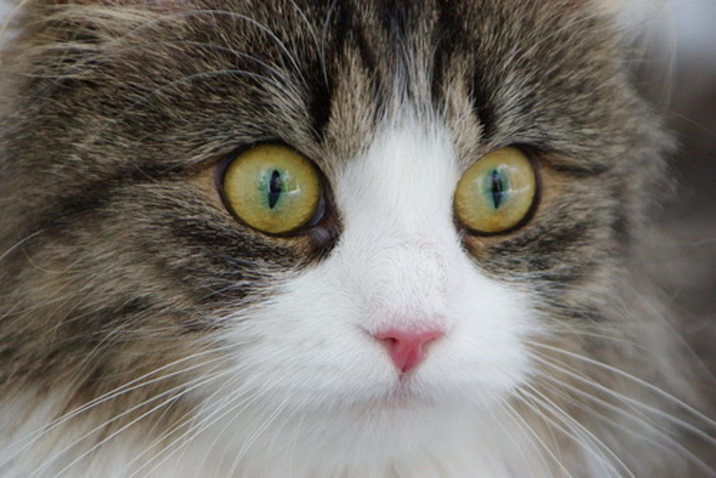 <p>en katt</p>