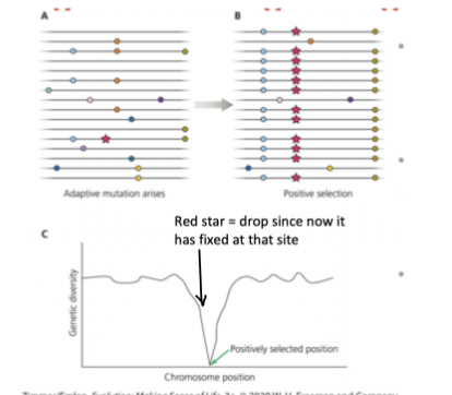 <p>a beneficial allele will fix far more quickly than a neutral allele since its selected for → dip in genetic diversity at chromosome position where it becomes fixed</p>