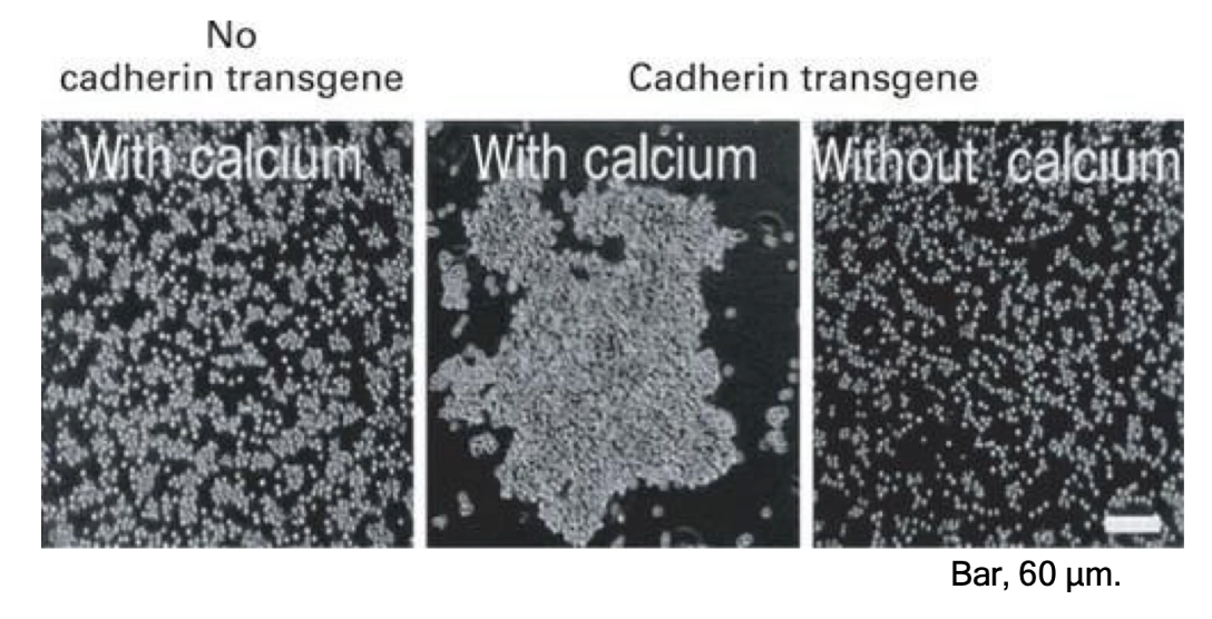 <ul><li><p><strong>Calcium-dependent cell adhesion molecules (CAMs)</strong></p></li><li><p>Mediate <strong>homophilic interactions</strong> (same cadherin on both cells)</p></li><li><p>Three major classes:</p><ul><li><p><strong>E-cadherin</strong> (epithelial)</p></li><li><p><strong>N-cadherin</strong> (neural)</p></li><li><p><strong>P-cadherin</strong> (placental)</p></li></ul></li><li><p>Located near the <strong>apical surface</strong>, just below tight junctions in epithelial cells</p></li><li><p>Adhesion involves <strong>transmembrane cadherins + cytosolic cofactors called catenins</strong> that link cadherins to the <strong>actin cytoskeleton</strong></p></li><li><p>Epithelial cells without E-cadherin (mediates Ca2+ dependent adhesion) gene do <strong>not aggregate</strong> in culture</p></li><li><p>Introducing <strong>E-cadherin gene induces cell aggregation</strong></p><ul><li><p>Adhesion is <strong>calcium-dependent</strong>; without calcium, aggregation does not occur</p></li></ul></li></ul><p></p>