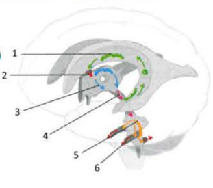 <p>1 - Lateral ventricles - produkcji PMR </p><p>2 - Interventricular foramen of Monro - miejsce przepływu PMR</p><p>3 - Third ventricle - Produkcja i przepływ PMR</p><p>4 - Aqueduct of midbrain - Przepływ PMR </p><p>5 - Fourth ventricle - produkcja i przepływ PMR</p><p>6 - Median aperture of Magendie and lateral aperture of Luschka of fourth ventricle - przepływ PMR do przestrzeni podpajęczynówkowej </p>
