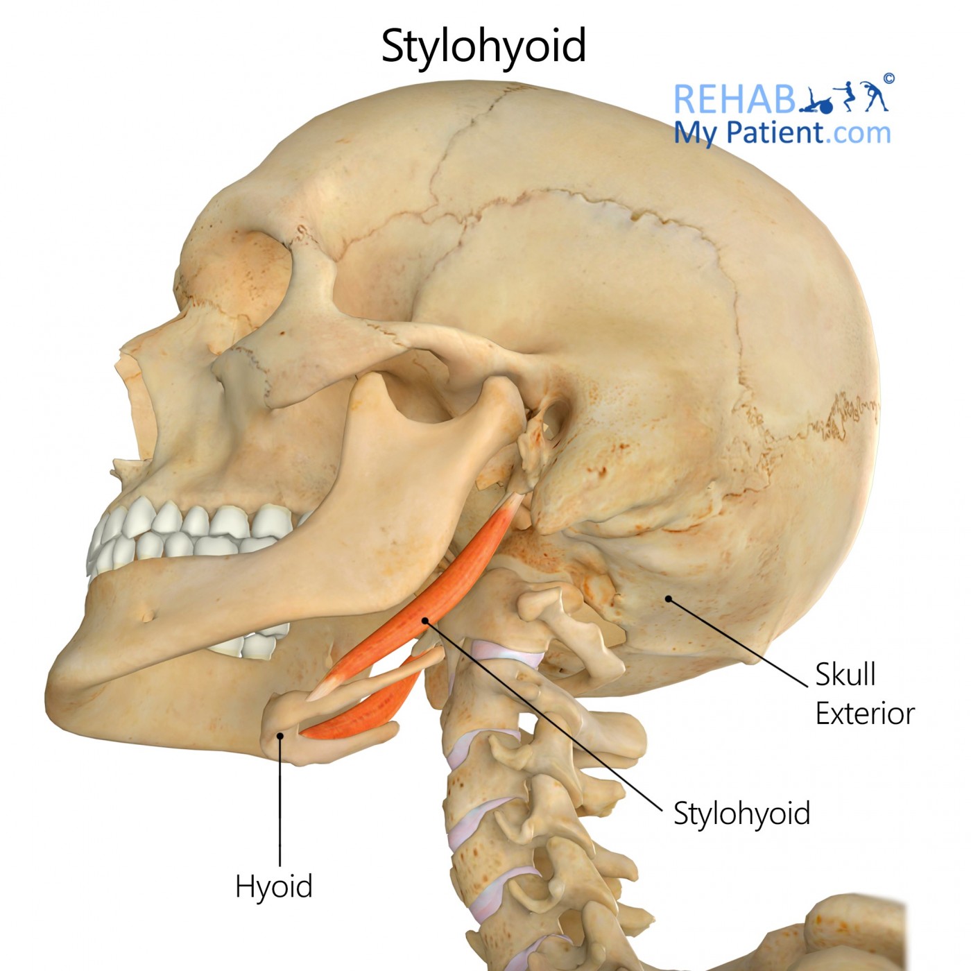 <p>Stylohyoid action</p>