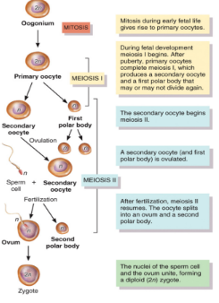 <ol start="3"><li><p>secondary oocyte (n)</p><ul><li><p>begins meiosis II and stops in metaphase II </p></li><li><p>it is this form of the egg that is released during ovulation each month</p></li><li><p>there are enough secondary oocytes to provide for ~500 ovulations in a woman’s lifetime</p></li><li><p>if fertilization, then meiosis II is complete</p></li><li><p>sister chromosomes not pulled apart yet</p></li><li><p>go past prophase II</p></li></ul></li><li><p>fertilization</p><ul><li><p>this process takes ~24 hours</p></li><li><p>it begins with fusion of the sperm and the secondary oocyte</p><ul><li><p>trigger</p></li><li><p>metaphase II and on needs to complete</p></li></ul></li><li><p>once fusion occurs the secondary oocyte undergoes meiosis II forming the ovum</p></li><li><p>the nuclei of the sperm and the ovum fuse following the completion of meiosis II generating zygote</p><ul><li><p>have a nucleus that is now diploid</p></li><li><p>mitotic divisions now</p></li></ul></li></ul></li></ol><p></p>