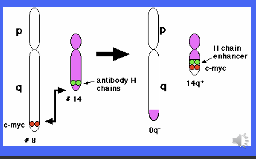 <p>The MYC gene is implicated in Burkitt's Lymphoma, which starts when a chromosomal <strong>translocation</strong> moves an enhancer sequence within the vicinity of the MYC gene.</p><p> • The MYC gene codes for widely used transcription factors. </p><p>• When the enhancer sequence is wrongly placed, these transcription factors are produced at much higher rates</p>
