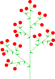 <p>Is a branched raceme with several flowers per branch</p>