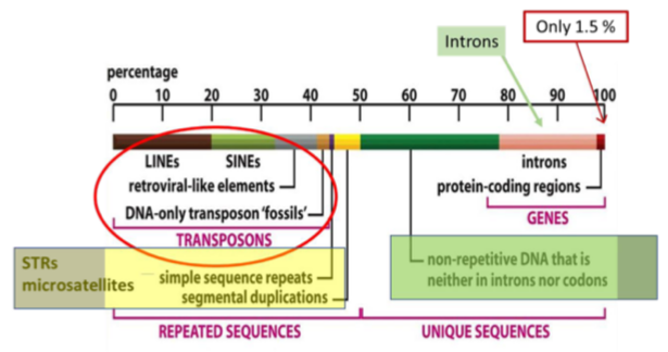 <p><strong>Transponsons:</strong></p><ul><li><p>LINEs = long interspersed nuclear elements</p></li></ul><p>-Encode reverse transcriptase </p><ul><li><p>SINEs = short…</p></li></ul><p>-Don’t encode, steal it off LINEs</p><p><strong>Micro satellites (STRs)</strong></p><ul><li><p>Repeats of 1-6 bp, typically repeated 5-50 times</p></li></ul><p><strong>Introns</strong></p><ul><li><p>non-coding DNA segments </p></li></ul><p></p>