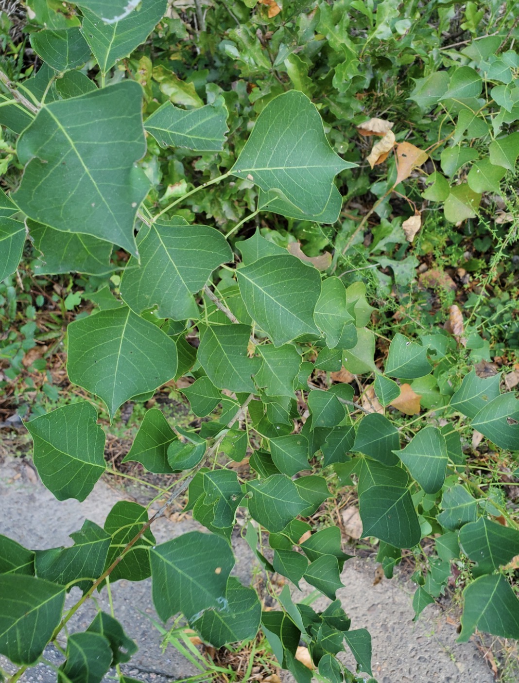 <p>popcorn tree</p>