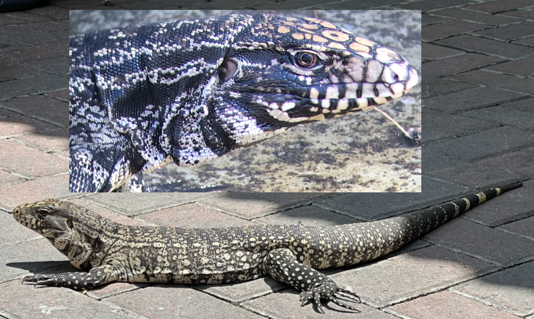 <p>Argentine Black-and-White Tegu, native to southeast S. America, live in SE FL, have black rings along entire body, generate more metabolic heat than most lizards</p>