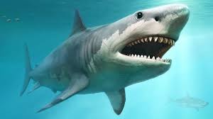 <ul><li><p>Mackerel sharks (great white, thresher, mako)</p></li><li><p>Pointy snout, fusiform to thunniform, lack nictitating membranes</p></li></ul><p></p>