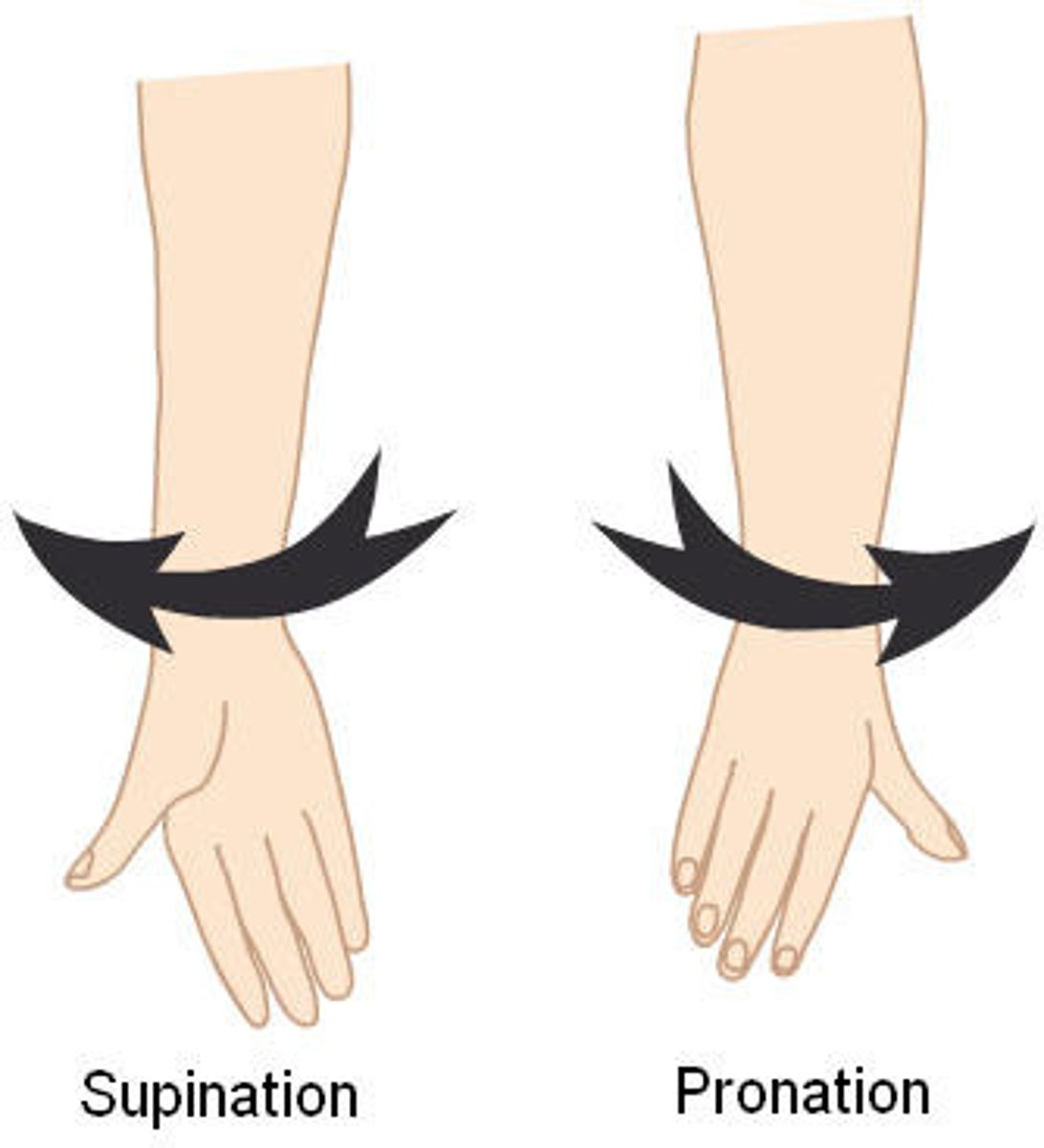<p>make the palm face posterior in AP</p>