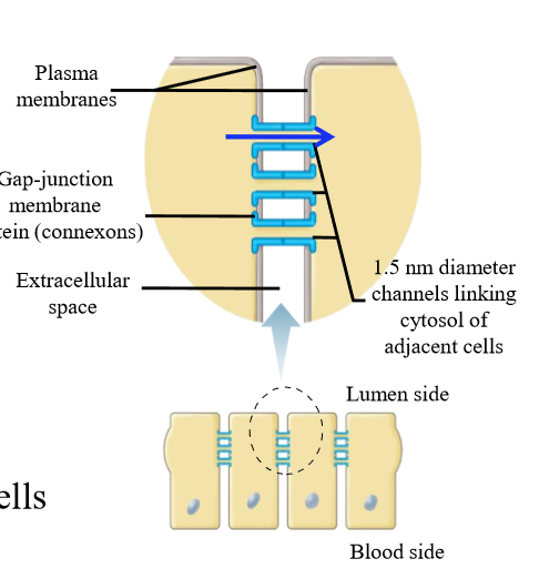 <p>Transmembrane, water-filled channels that electrically and metabolically couple cells. Also known as communicating junctions as molecules + ions can move from one cell to the next</p><ul><li><p>Fast communication, low resistance</p></li></ul><p></p>